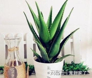 芦荟那独特的叶片和肉质茎，究竟蕴藏着怎样的神秘之美