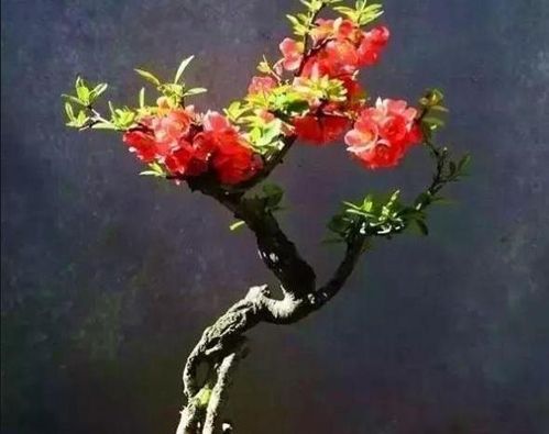 秀秀球花干叶之谜，为何枯萎如此迅速