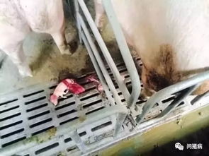 母猪产木乃伊胎的原因是什么？背后隐藏着怎样的秘密