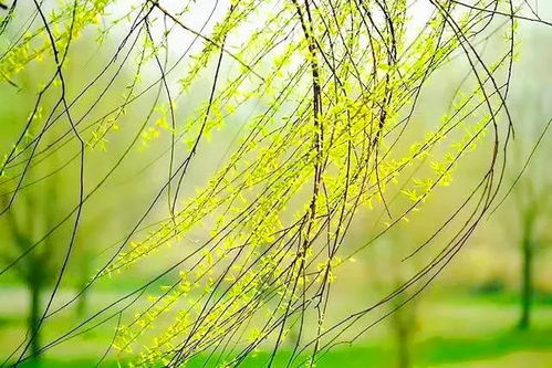 柳树寓意生机与希望，风水观念强调其带来好运和繁荣