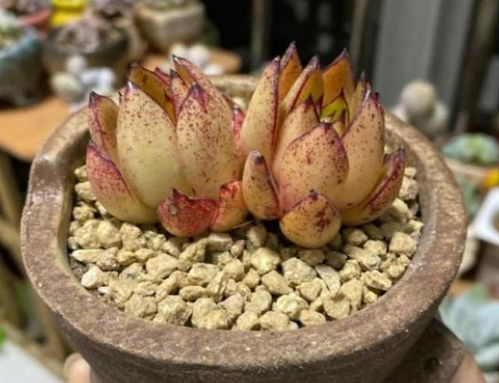 多肉植物最佳播种时间是什么季节最适宜