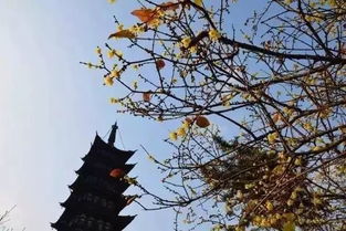 “腊梅种植攻略：易养爆红，新手必看！”