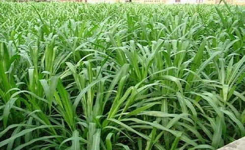 播种时容易犯的错误