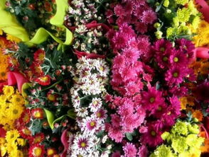 冬天种鸢尾花，咋样？