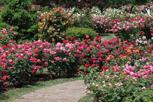 泰达粉钻月季：美得让人心醉，种植也有讲究