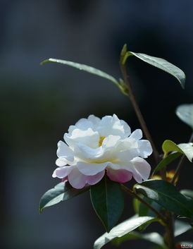 山茶花双：花中珍品