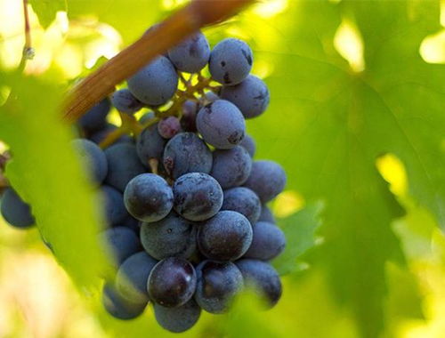 葡萄园病虫害防治， 选对杀菌剂是关键