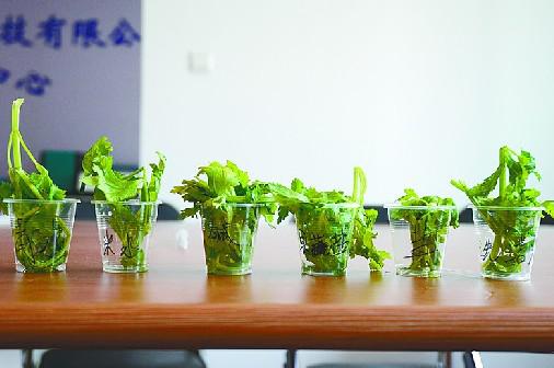 盐水洗一洗，农药无影踪