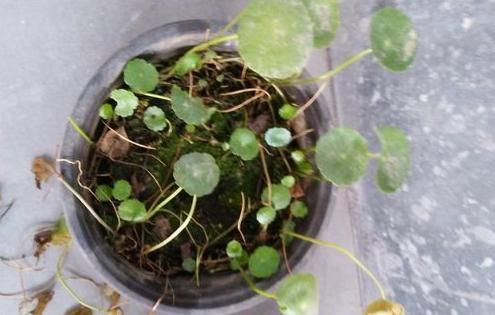 冬季地暖杀手局破解：别迷信包装， 观察叶片才是王道