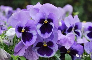 三色堇与角堇：缤纷的色彩， 简单的养护