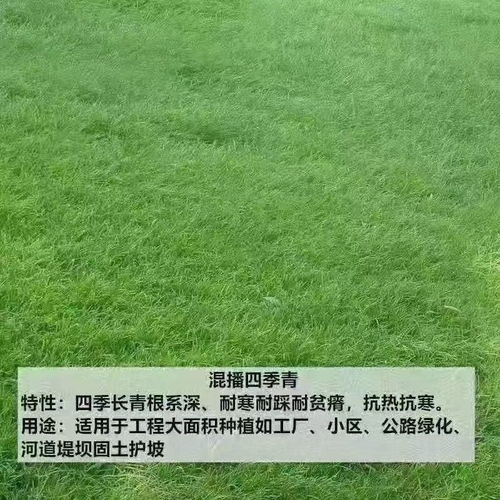 草坪种植，你选哪个？