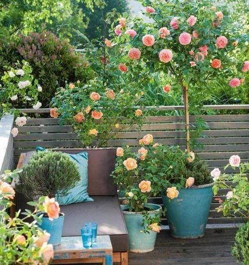 高温多雨， 月季度夏有技巧