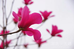 红花玉兰：宜昌五峰的瑰宝