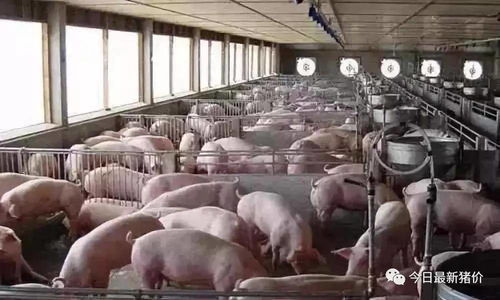 养猪人补铁时这4大误区你真的搞清楚了吗？