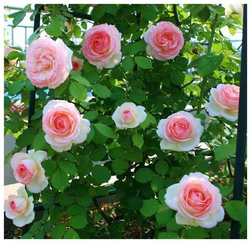 粉色达芬奇月季：耐寒大爱之选