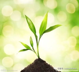 一、 草坪草生长速度的控制方法