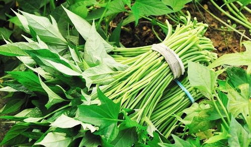 “红薯叶种植的最佳时间是什么时候