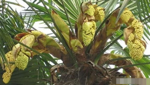 哪里能买到最便宜的棕树花？一斤价格让你惊喜