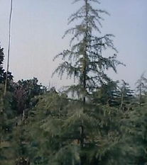 工程用苗， 价格又不一样