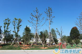 噪音：树木说话啦