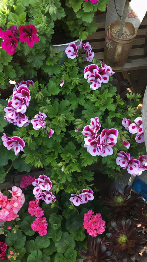 湖南冬季花卉市场调研：数据揭示养护成本真相