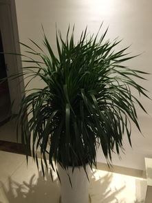 狭叶龙血树修剪攻略