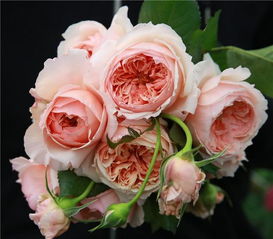 月季的香氛之旅：躲躲藏藏