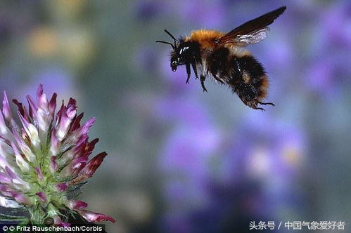 石榴没蜜蜂，怎么完成授粉