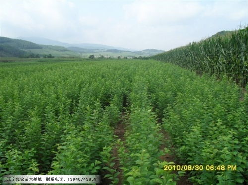 山东鸿利苗木公司