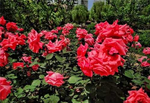 分株繁殖：老枝新生，成活率高？