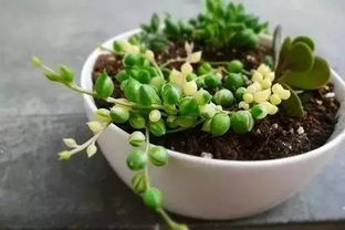 多肉植物情人泪怎么养？光照和浇水要注意什么