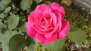 身高1.2米， 抗病嫩力强