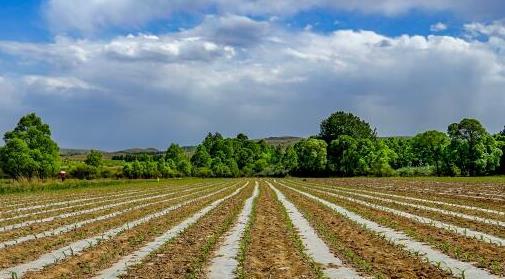 种地补贴大揭秘：亩数与产量大碰撞