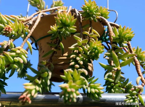 四、 红心猕猴桃，营养满分