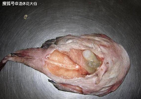 如何将鱼内脏转化为鸡饲料及花肥的加工工艺？