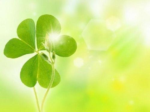 四叶草的象征意义及其深远影响在哪些文化中得到了广泛传播和应用