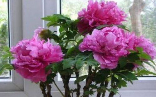 盆栽牡丹花怎么养？如何让花朵更加艳丽