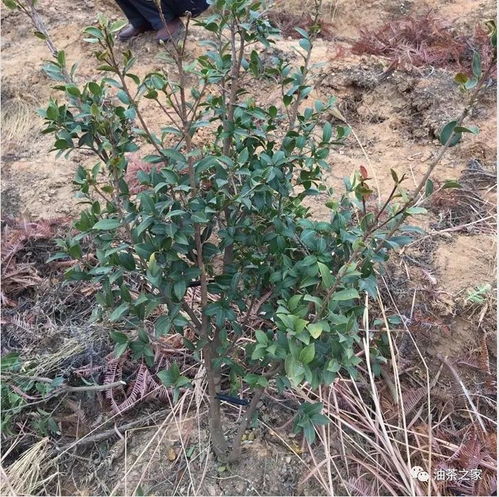 提升油茶产量：专业修剪视频教程，畜牧养殖必备