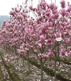 紫玉兰盆景制作小技巧