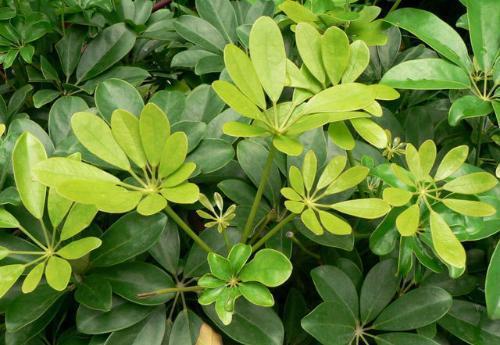 鸭脚木太高了怎么修剪？