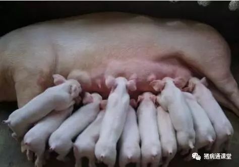母猪子宫炎治不好？背后真相与有效疗法大公开