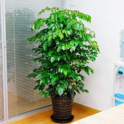 “如何利用喜阳光植物打造充满活力的办公环境
