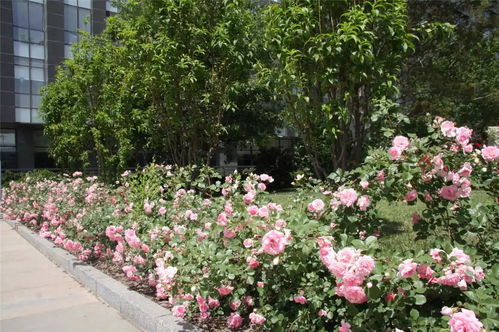 粉色追忆月季，那朵粉色的回忆