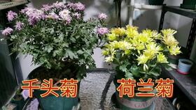 菊花谢后如何安全过冬