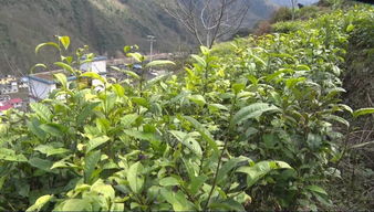 山马茶适应高海拔，花卉种植新选择