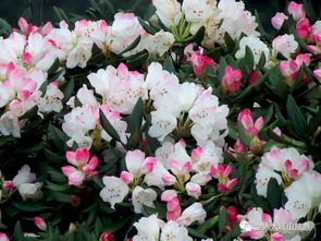 杜鹃花修枝整形秘籍，轻松打造完美花形！