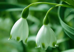 金镶玉兰花的药名分享