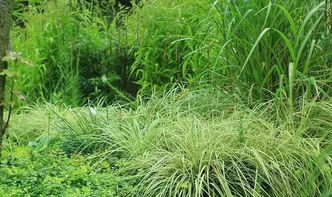 种植技巧：大自然的智慧