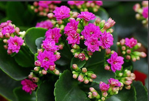 生态园的成功案例