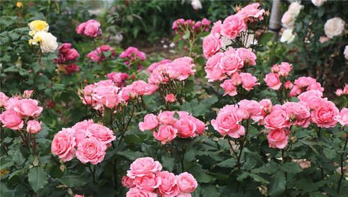 其他可嫩导致月季掉叶子的原因